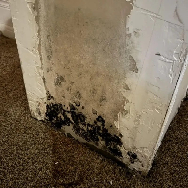 Professional Mold Removal in Ola, AR